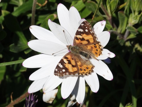 Australian Painted Lady photo 3