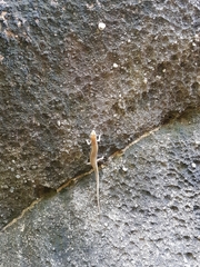 Mabuyinae