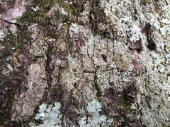 Pertusaria globularis