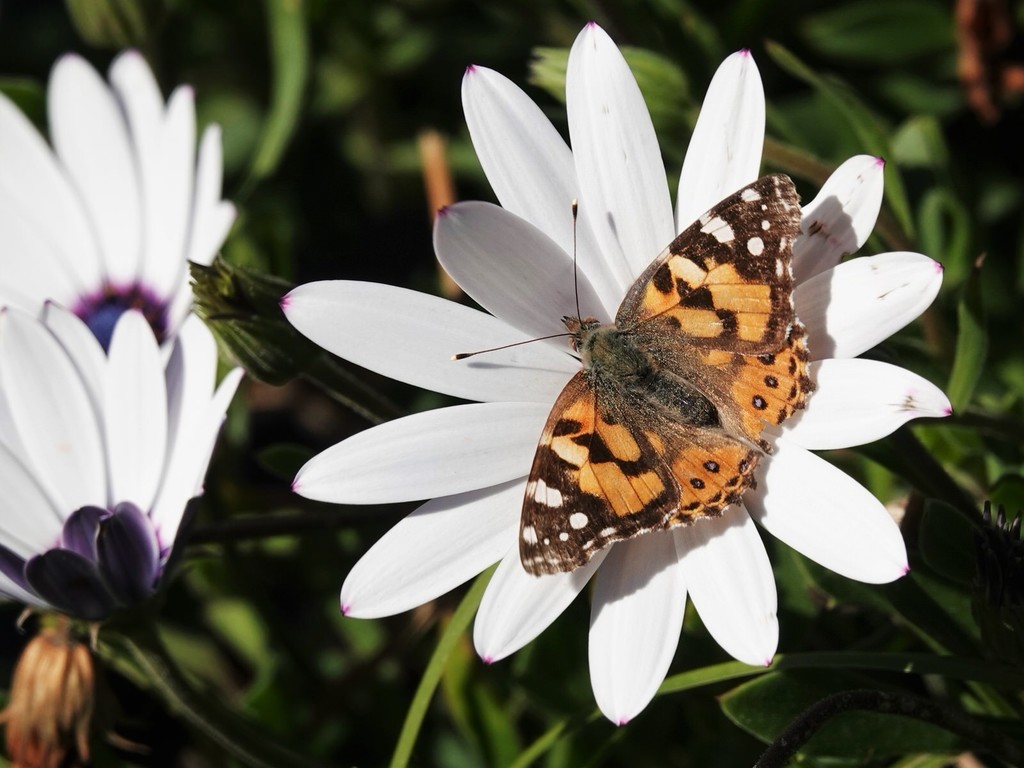 Australian Painted Lady