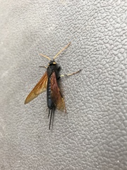 Urocerus californicus