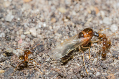 Solenopsis geminata