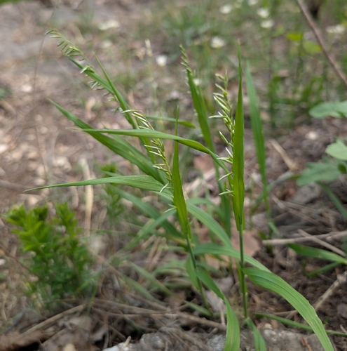 Image of Melica nitens by (c) Alan Prather, some rights reserved (CC BY)