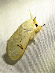 Naroma varipes