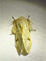 Naroma varipes