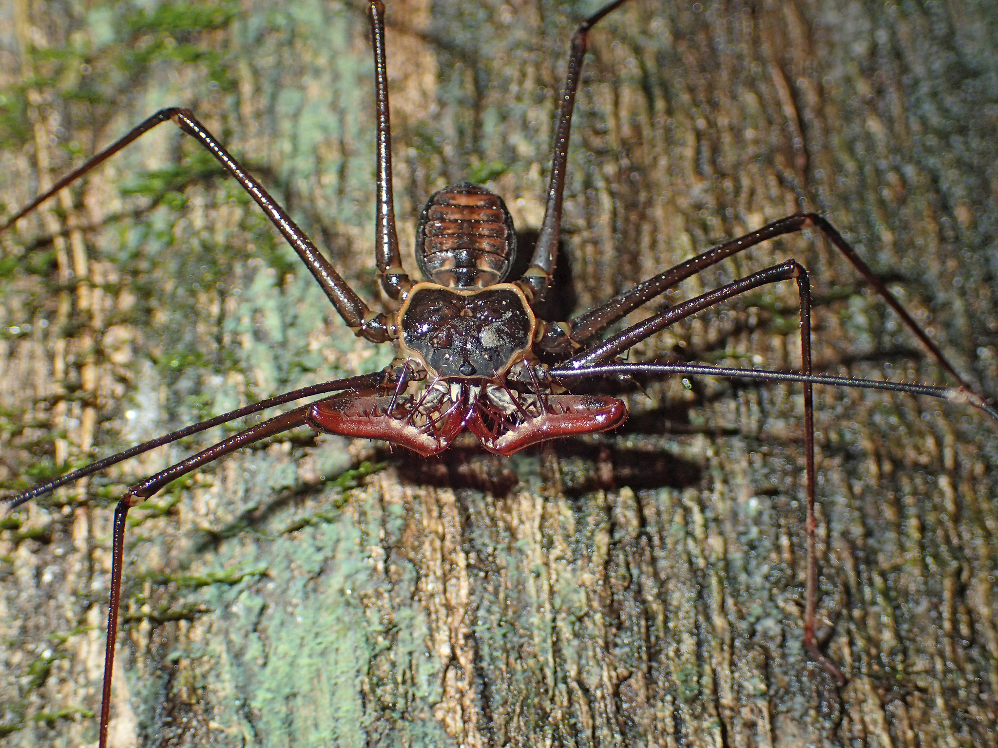 Heterophrynus batesii (Butler, 1873)
