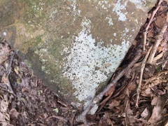 Trapelia placodioides