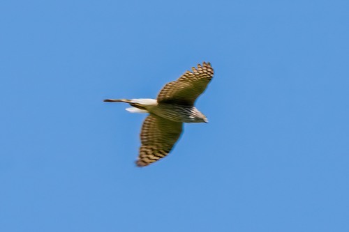 Gundlach's Hawk