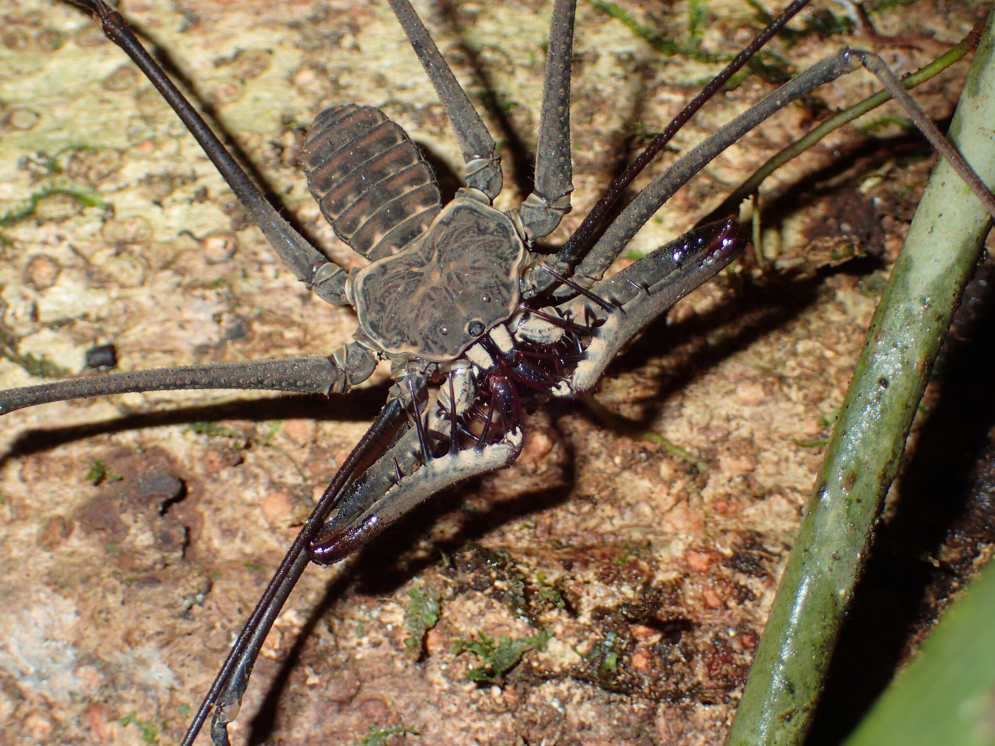 Heterophrynus batesii (Butler, 1873)