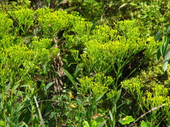 Solidago ohioensis