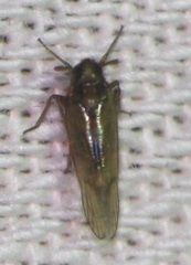 Pareuidella