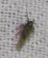 Pareuidella