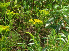 Solidago ohioensis