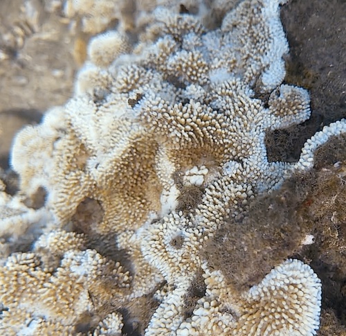 Montipora capitata observed 2025-04-16
