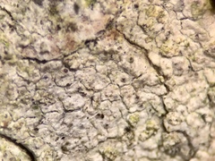 Cornutispora lichenicola