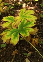 Podophyllum peltatum