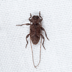 Sternidius punctatus