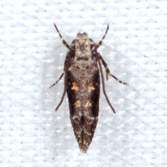 Coleotechnites florae