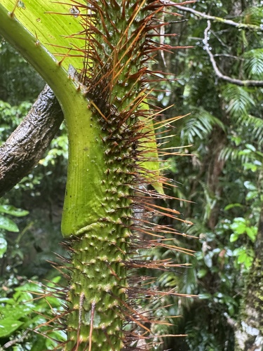 Solitary lawyer vine (Calamus vitiensis)