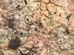 Stigmidium lendemeri