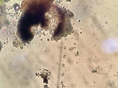 Stigmidium lendemeri