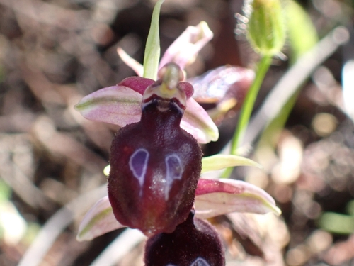Image of Ophrys ferrum by (c) Elias, some rights reserved (CC BY)
