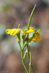 Erysimum capitatum angustatum