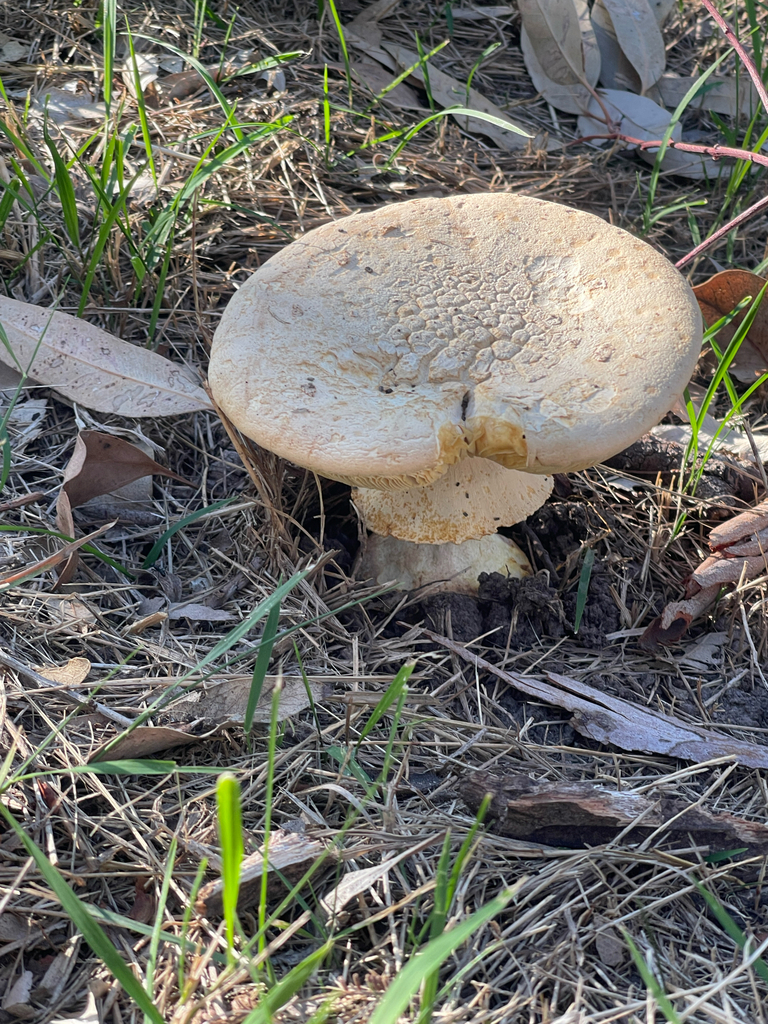 Amanita ochrophylla · April 2025 · photo: © plantrant (iNaturalist, cc-by)