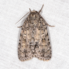 Acronicta immodica