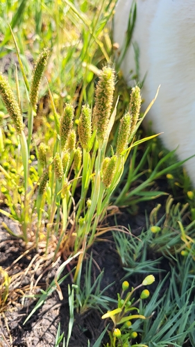 Image of Alopecurus saccatus by (c) D Defreese, some rights reserved (CC BY)