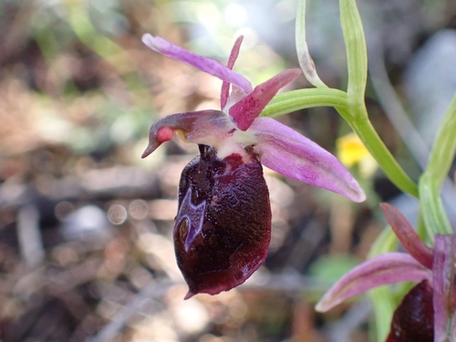 Image of Ophrys argolica by (c) Elias, some rights reserved (CC BY)