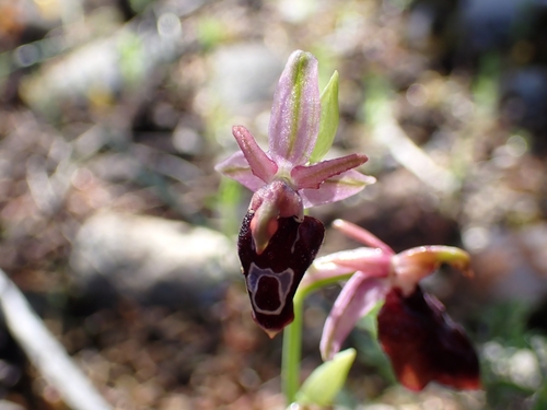 Image of Ophrys argolica by (c) Elias, some rights reserved (CC BY)