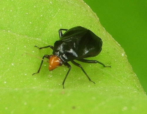 Jornandinus grandis