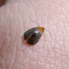 Calopsocus