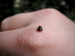 Calopsocus