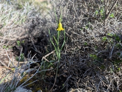 Fritillaria rhodia, photograph (c) Elias, some rights reserved (CC BY)