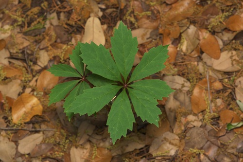 Image of Parthenocissus heptaphylla by (c) Michelle W. （鍾偉瑋）, some rights reserved (CC BY)