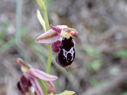 Image of Ophrys reinholdii by (c) Elias, some rights reserved (CC BY)