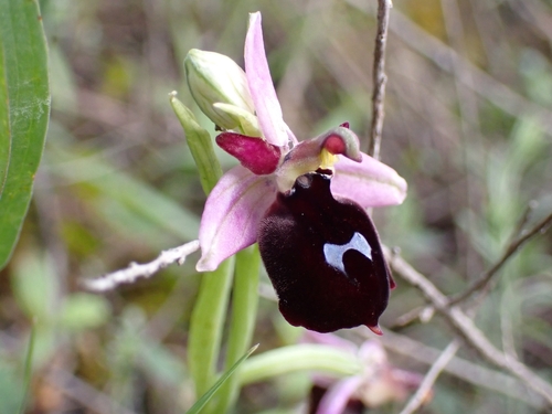 Image of Ophrys ferrum by (c) Elias, some rights reserved (CC BY)