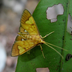 Nosophora