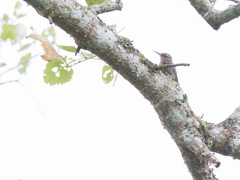 Lepidocolaptes souleyetii