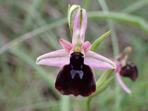 Image of Ophrys ferrum by (c) Elias, some rights reserved (CC BY)