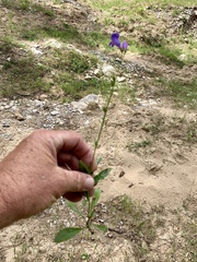 Penstemon neomexicanus