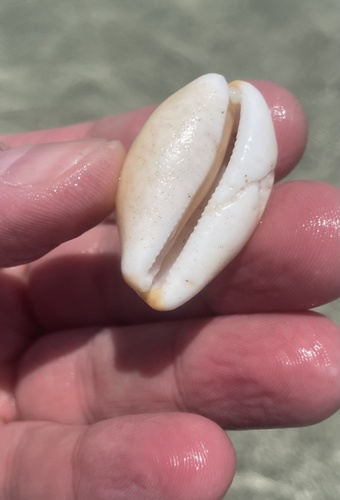 Cypraea isabellamexicana, 2025-04-16