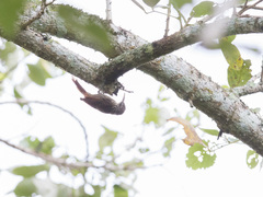 Lepidocolaptes souleyetii