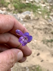 Penstemon neomexicanus