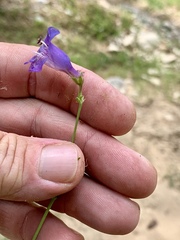 Penstemon neomexicanus