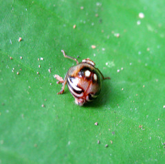 Gergithus floreni