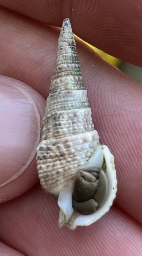 Rhinoclavis gemmata observed 2025-04-16
