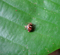 Gergithus floreni